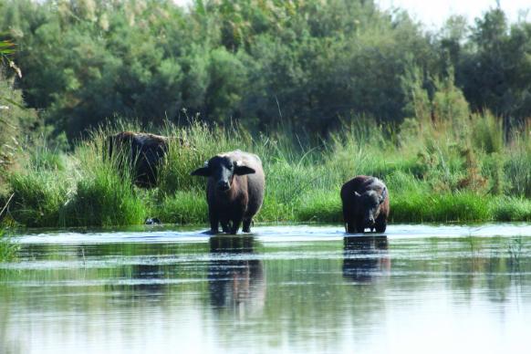 Destinations  Azraq Wetland Reserve